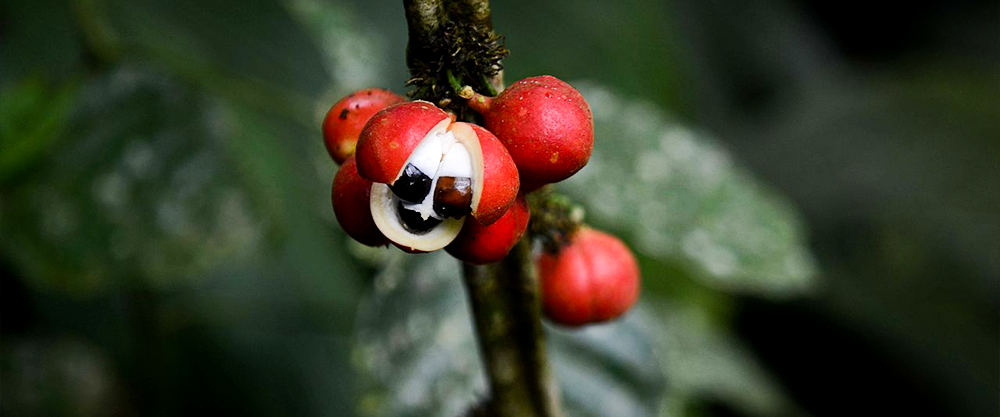 Guarana fruit