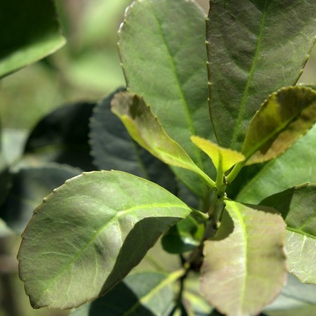 Paraguayi magyal titkok nélkül - yerba mate botanikus szemmel