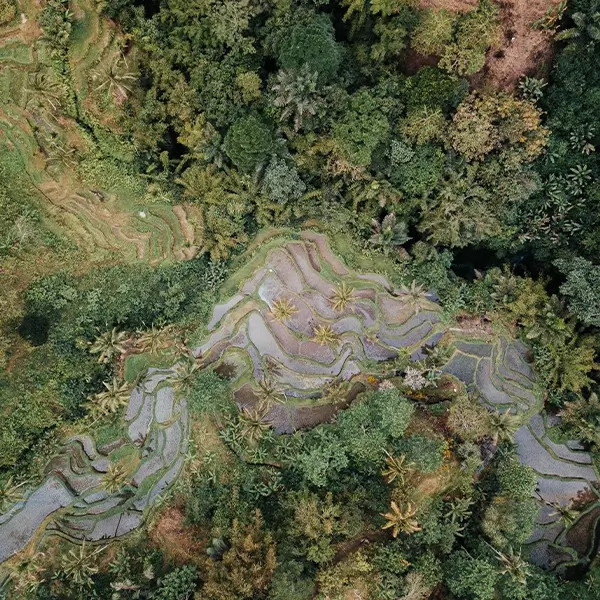 Hogyan készül a yerba mate?